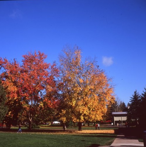 西三一大学