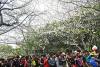 武汉大学盛开的樱花与众多的游客