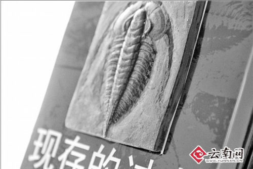 已雕刻的化石