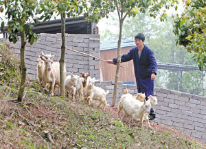 吴嘉豪在山坡上放羊。