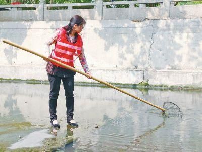 正在河道里清污的贾爱枝