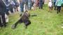 俄罗斯校园闯入棕熊以被击毙！学生围观拍照