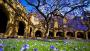 悉尼大学的蓝花楹树凋零，人们纷纷悼念
