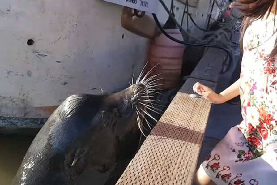 惊险！加拿大女孩码头逗海狮玩被猛然咬拖入水中