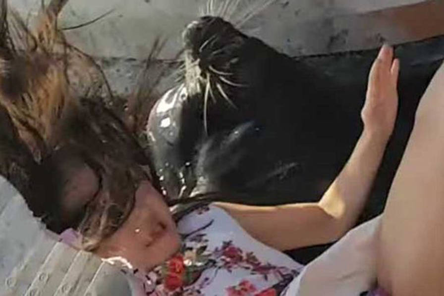 惊险！加拿大女孩码头逗海狮玩被猛然咬拖入水中