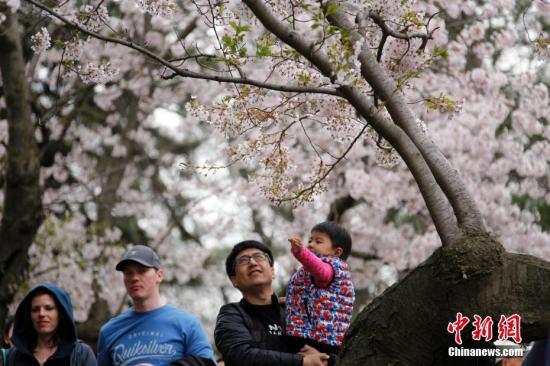 当地时间4月29日，加拿大多伦多知名的樱花胜地海柏公园(High Park)迎来大批踏春、赏樱的民众。樱花盛放期短促，加之海柏公园的樱花当年由日本引进，大部分树龄已超半个世纪，面临寿终，更吸引民众借周末前来争睹花容。 中新社记者 余瑞冬 摄