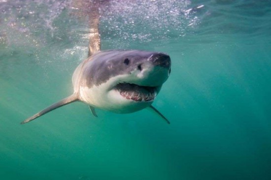 大白鲨是“狩猎英国海岸”索赔专家，一直追求两年