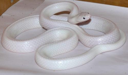 这条罕见的白色蛇可能是一种白色亚种。