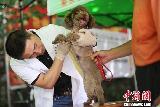 南京高校师生义诊宠物开展科普。 泱波 摄