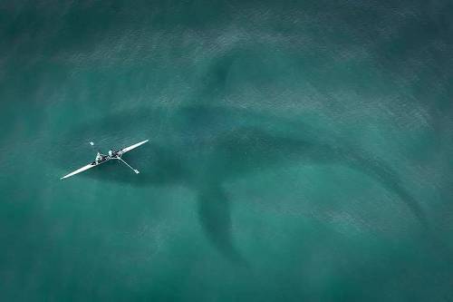 鲨害肆虐的澳洲，要用无人机加AI组合巡逻海岸