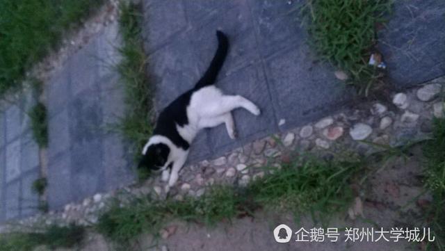 河南高校学霸猫走红 蹭课占座惹人爱