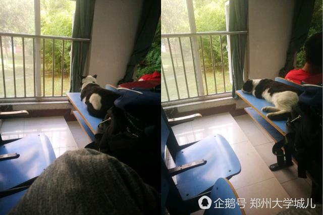 河南高校学霸猫走红 蹭课占座惹人爱