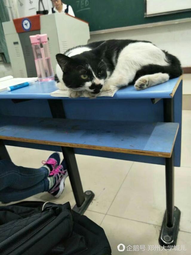 河南高校学霸猫走红 蹭课占座惹人爱