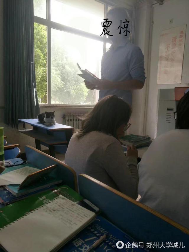 河南高校学霸猫走红 蹭课占座惹人爱