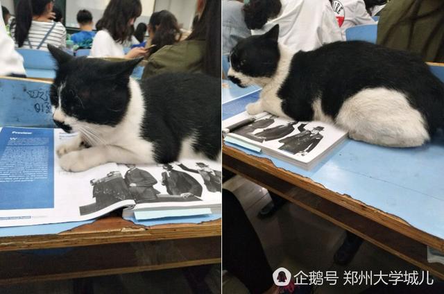 河南高校学霸猫走红 蹭课占座惹人爱