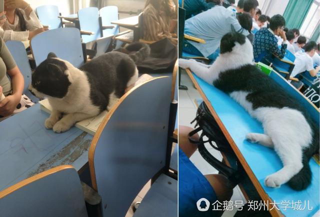 河南高校学霸猫走红 蹭课占座惹人爱