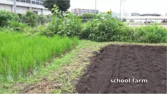 日本小学10元午餐引1300万余人观看