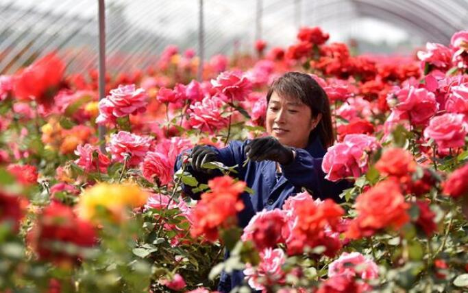 “鲜花经济”富农家