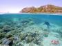 澳夫妇发现巨型浮岩 或助拯救大堡礁白化珊瑚[图]