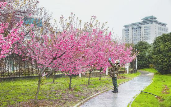 武汉大学早樱绽放