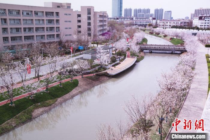 华东师范大学直播“云赏花”大片 让春天美好直达人心